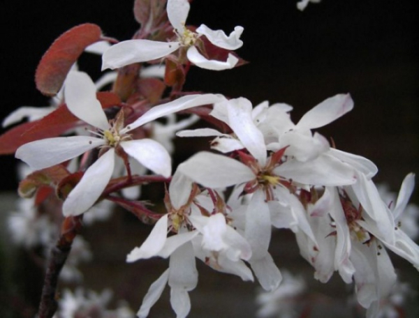 Felsenbirne - Amelanchier laevis