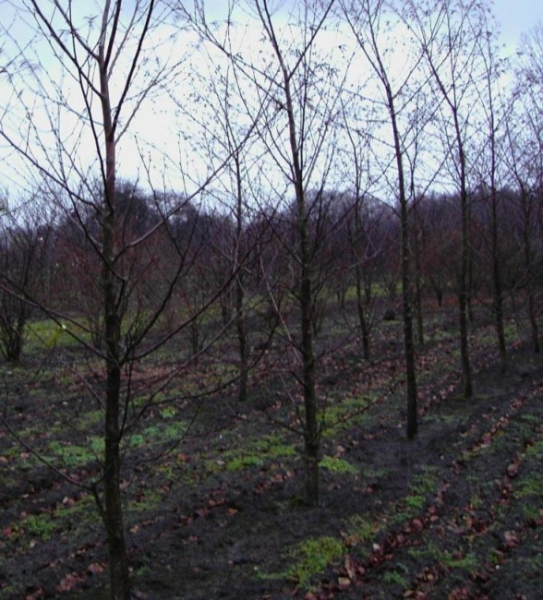 Bronzebirke - Betula Maximowicziana- Lindenblaettrige Birke