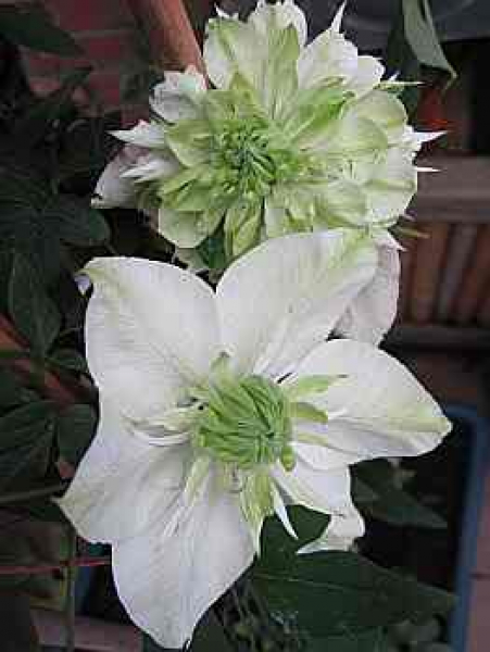 Clematis florida " Alba Plena " (60-100 cm) Waldrebe/Klematis