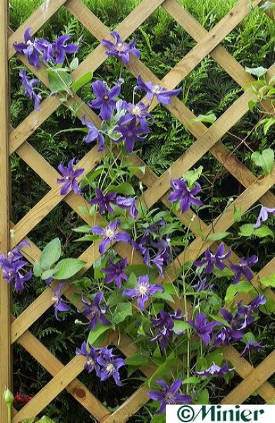 Clematis Saphyra (R) Indigo - Waldrebe/Klematis