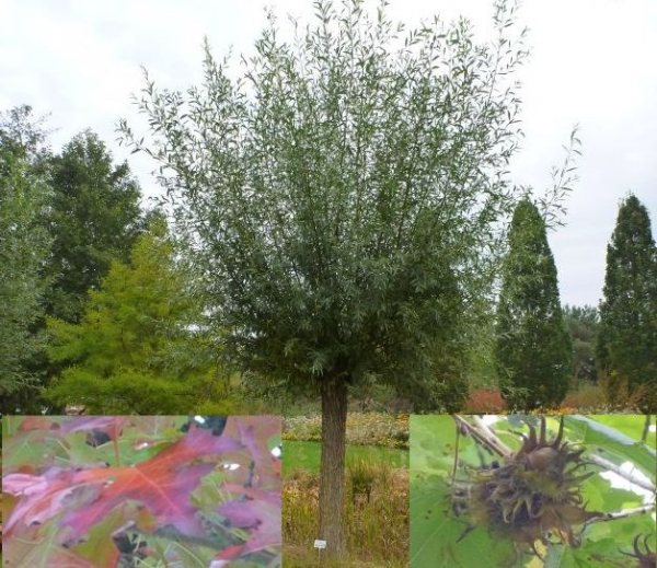 tuerkische Haselnuss - Corylus colurna