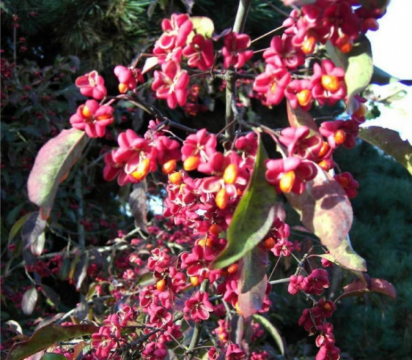 Pfaffenhuetchen - Spindelstrauch- Spindelbaum - Euonymus europaeus - Pfaffenkaeppchen