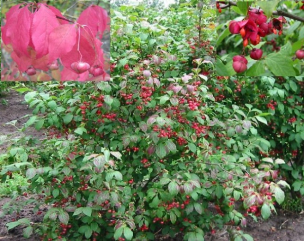 Euonymus planipes - großfruchtiges Pfaffenhuetchen - Sachalin Pfaffenhut