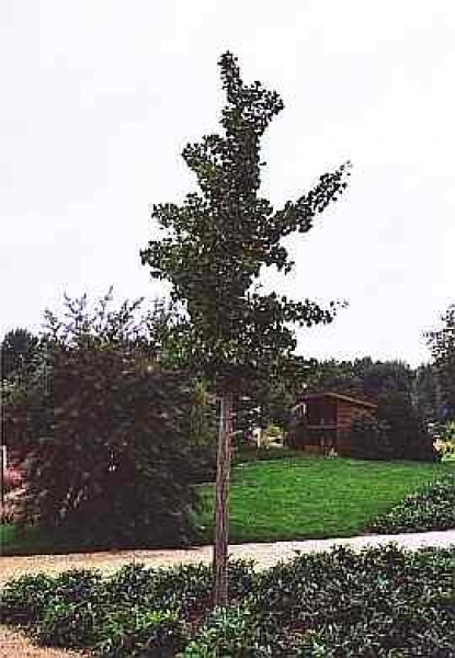 Ginkgo biloba Princeton Sentry - Faecherblattbaum - Ginko