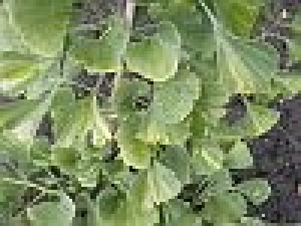 Ginkgo biloba Epiphylla - Fächerblattbaum Elefantenohrbaum Entenfußbaum -  40-60