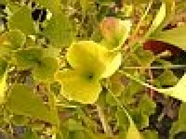 Ginkgo biloba Tubifolia - Fächerblattbaum Elefantenohrbaum Entenfußbaum -  40-60