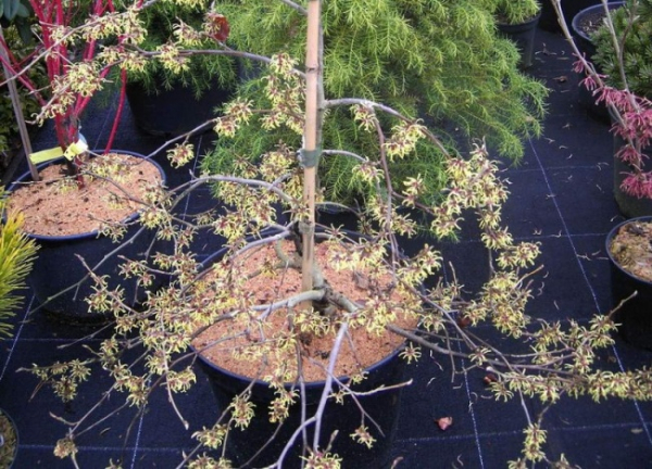 Hamamelis japonica Pendula - Trauer-Zaubernuss - Haengeform der Zaubernuss