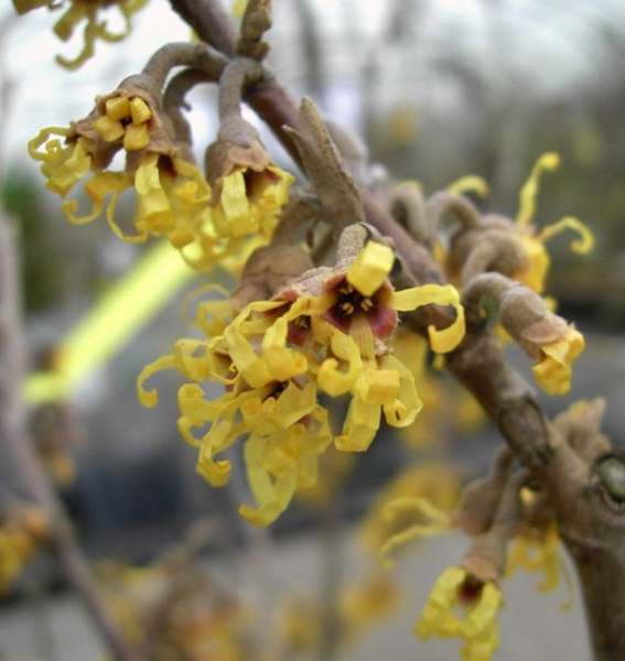 Zaubernuss Sandra Hamamelis