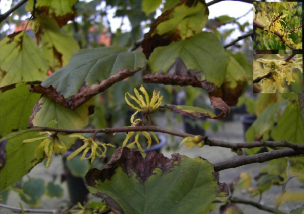 Hamamelis virginiana - herbstbluehende Zaubernuss