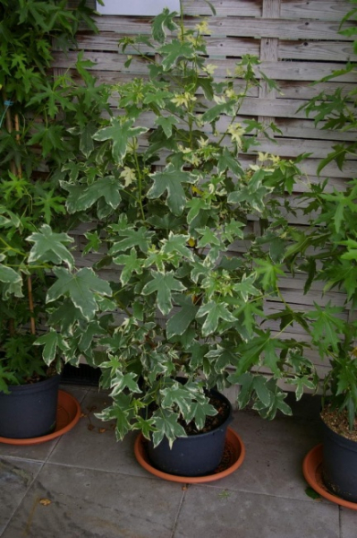 Liquidanbar styraciflua variegata - weißbunter Amberbaum - amerikanischer Amberbaum - Seesternbaum -