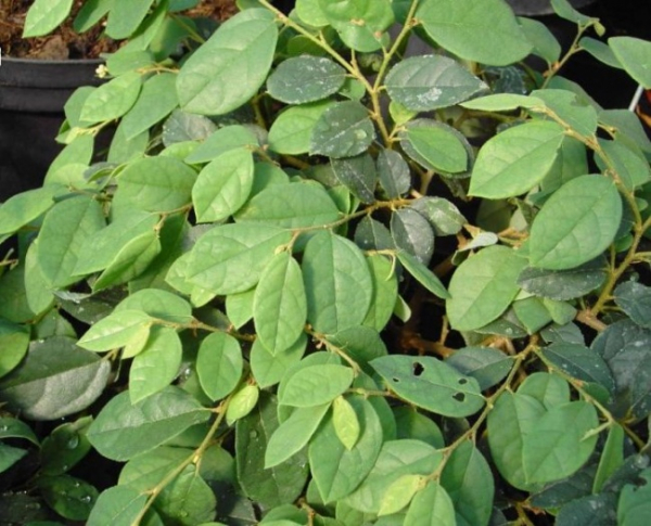 Loropetalum chinense - Riemenblume - Riemenbluete