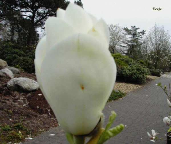 Magnolie Alba