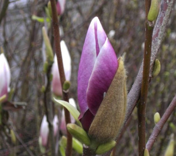 Magnolie Lennei