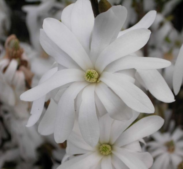 Sternmagnolie Royal Star