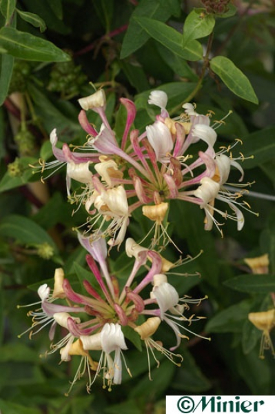 Lonicera caprilia Cream (R) (80-100 cm) Geißblatt