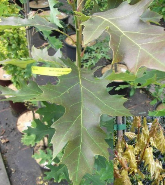 Quercus rubra Aurea  - Gelbblättrige Eiche -  60-80