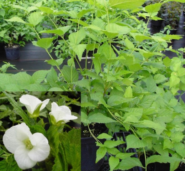 Rhodotypos scandens  - Scheinkerrie - 30-40