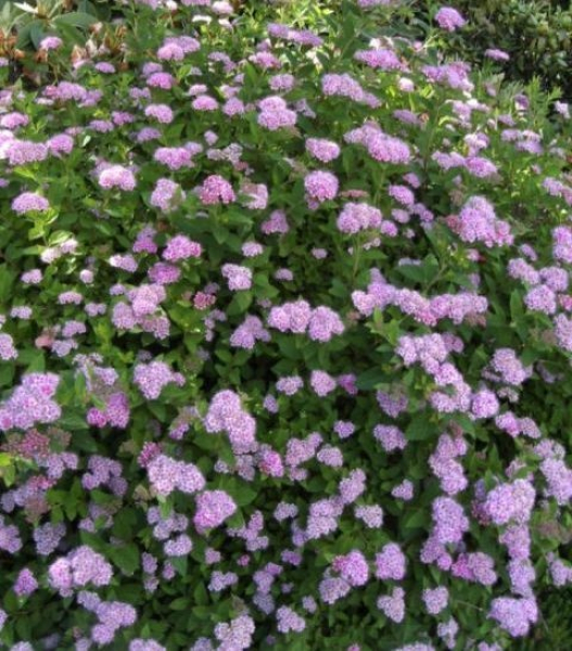 Spiraea japonica Little Princess - Rosa Zwergspiere