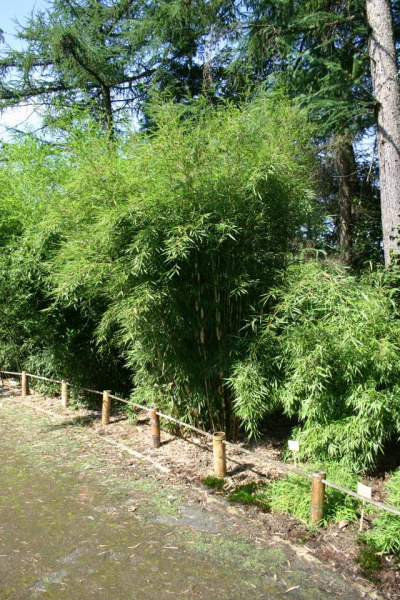 Bambus Campbell
