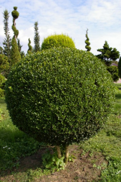Buxus sempervirens arborescens  Kugel auf Stamm  - Buchsbaum - 30