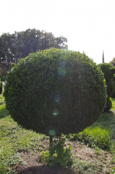 Buxus sempervirens arborescens  Kugel auf Stamm  - Buchsbaum - 30