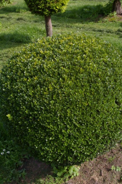 Buxus sempervirens arborescens  Kugel auf Stamm  - Buchsbaum - 30