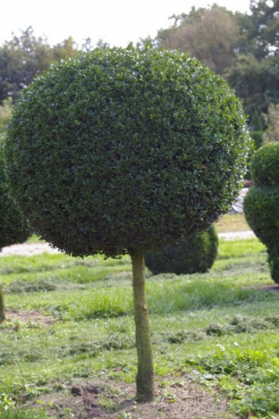 Buxus sempervirens arborescens  Kugel auf Stamm - Buchsbaum -  55