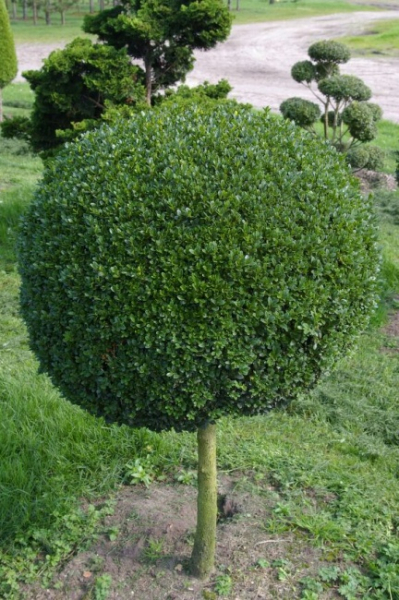 Buxus sempervirens arborescens  Kugel auf Stamm - Buchsbaum -  55