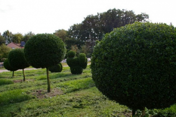 Buxus sempervirens arborescens  Kugel auf Stamm - Buchsbaum -  55
