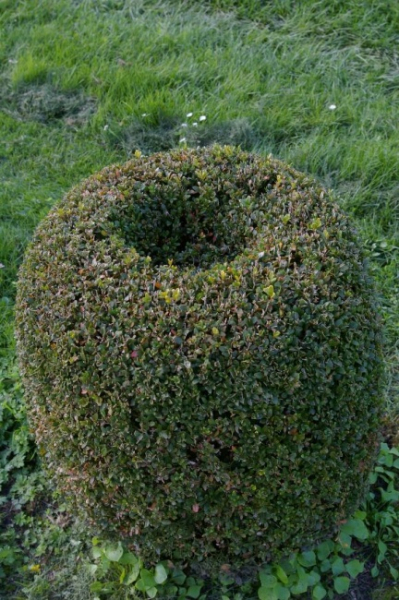 Buxus sempervirens arborescens Form  Olive - Buchsbaum -  60-70