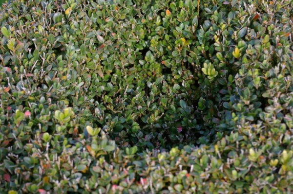 Buxus sempervirens arborescens Form  Olive - Buchsbaum -  60-70