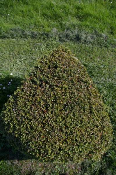 Buxus sempervirens arborescens Form Dreieck - Buchsbaum -  60-70