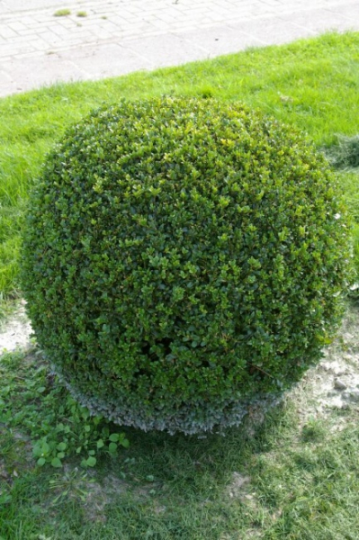 Buxus sempervirens arborescens Form Kugel  - Buchsbaum - 80
