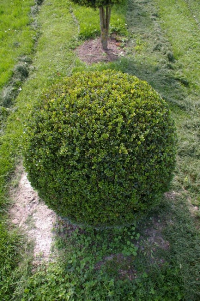 Buxus sempervirens arborescens Form Kugel  - Buchsbaum - 80