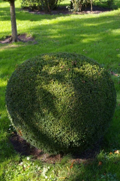 Buxus sempervirens arborescens Form Kugel - Buchsbaum -  90-100