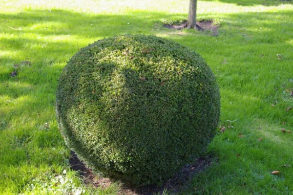 Buxus sempervirens arborescens Form Kugel - Buchsbaum -  90-100