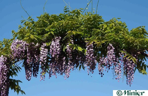 Wisteria " floribunda violacea plena " (125-150 cm) Blauregen