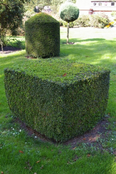 Buxus sempervirens arborescens Form Würfel - Buchsbaum -  100