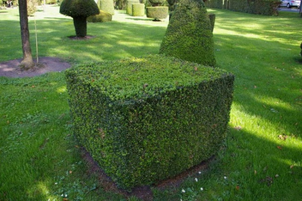 Buxus sempervirens arborescens Form Würfel - Buchsbaum -  100