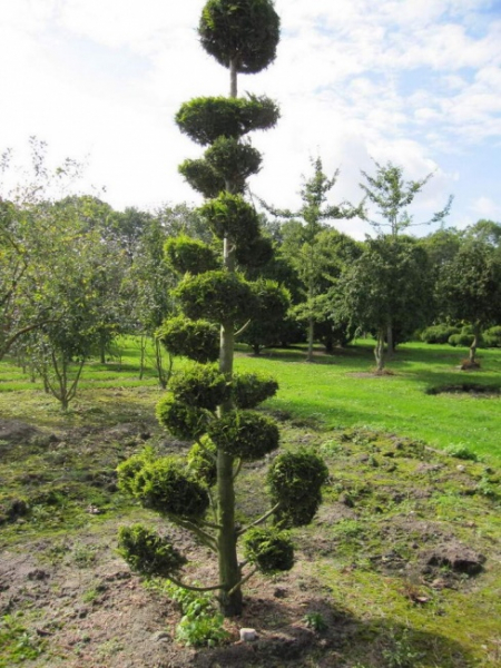 Chamaecyparis lawsoniana Stardust Bonsai  - Gelbe Gartenzypresse - 300-350