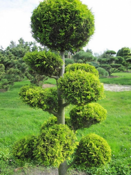 Chamaecyparis lawsoniana Ivonne Bonsai  - Gelbe Scheinzypresse - 200-225