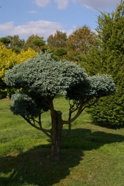 Chamaecyparis pisifera Boulevard Bonsai - Silberzypresse - 120x110