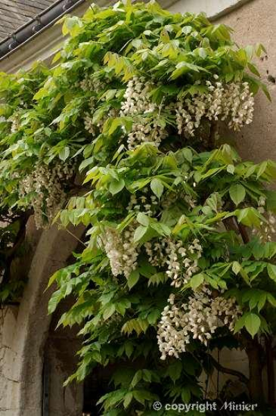 Wisteria "venusta alba" (125-150 cm) Blauregen