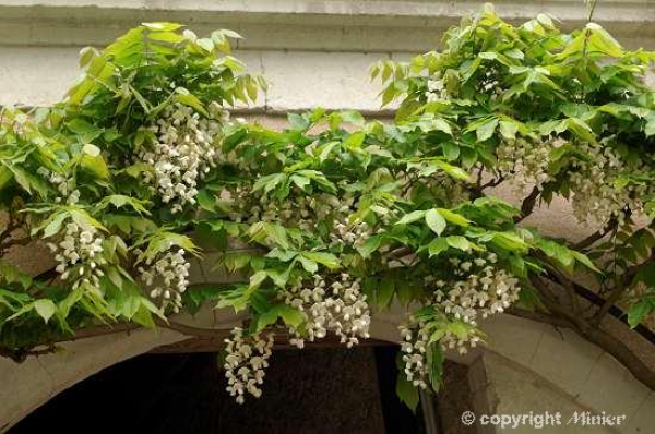 Wisteria "venusta alba" (125-150 cm) Blauregen