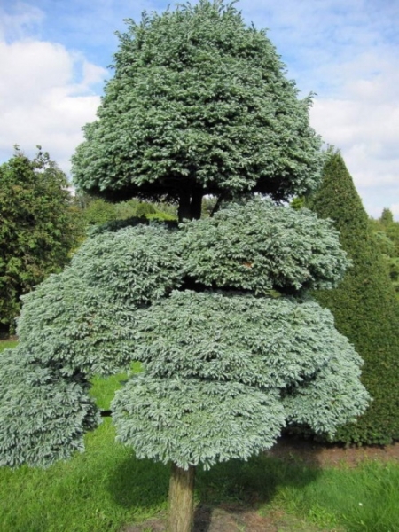 Chamaecyparis pisifera Boulevard Bonsai - Grüne Fadenzypresse - 275x140cm