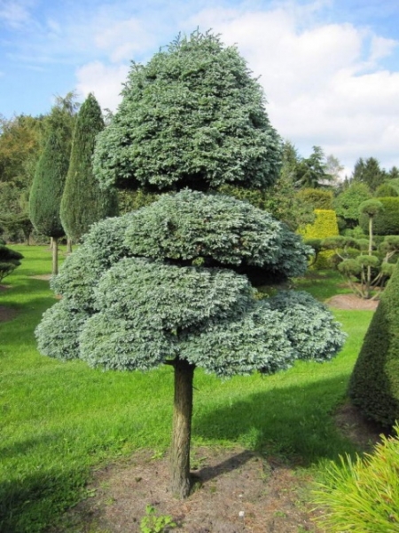 Chamaecyparis pisifera Boulevard Bonsai - Grüne Fadenzypresse - 275x140cm