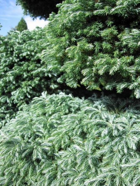 Chamaecyparis pisifera Boulevard Bonsai - Grüne Fadenzypresse - 275x140cm