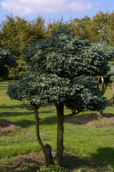 Chamaecyparis pisifera Boulevard Bonsai - Silberzypresse - 90x130