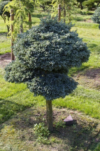 Chamaecyparis pisifera Boulevard Bonsai - Silberzypresse - 90x130