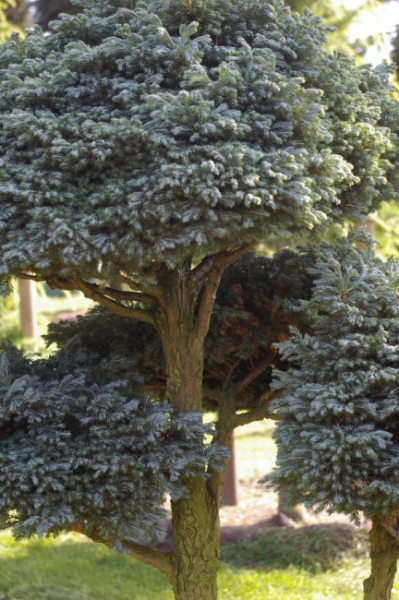 Chamaecyparis pisifera Boulevard Bonsai - Silberzypresse - 90x130